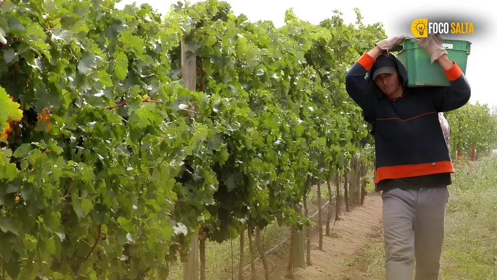 vino web